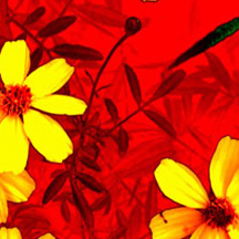 账号兑换平台的ddos在线网页端